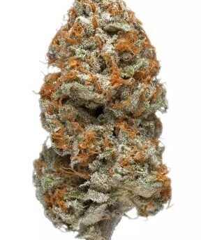 Purple-Kush.jpg