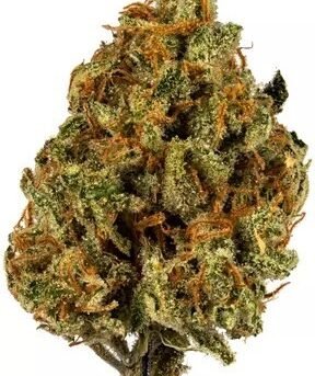 Super-Lemon-Haze.jpg