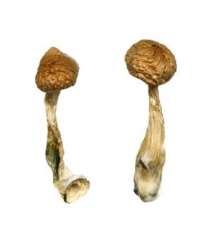 African-Transkei-Shrooms-1-1024x1536-1.jpg
