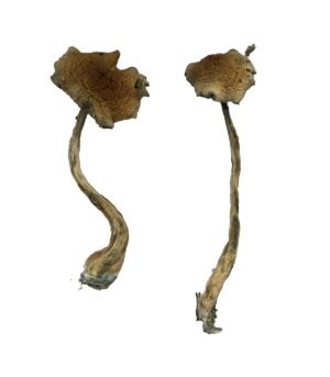 Alacabenzi-Magic-Mushrooms.jpg