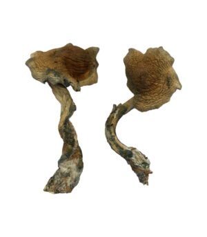 Alacabenzi-Shrooms-1024x1536-1.jpg