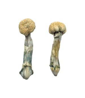 Albino-Treasure-Coast-Magic-Mushrooms.jpg