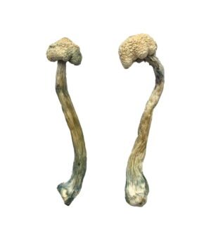 Albino-Treasure-Coast-Shrooms-1024x1536-1.jpg