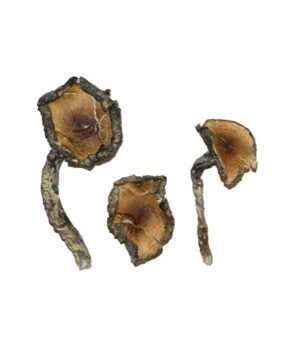 Blue-Meanie-Magic-Mushrooms.jpg