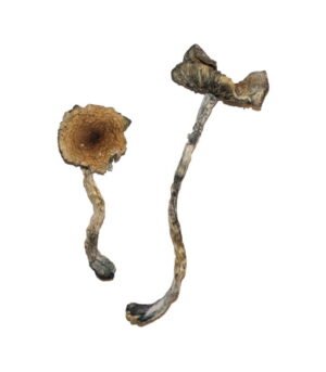 Blue-Meanie-Shrooms.jpg