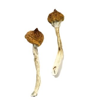 Dancing-Tiger-Shrooms.jpg
