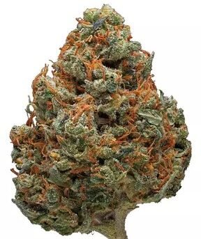 Durban-Poison.jpg