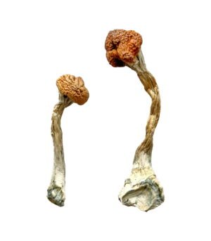 Golden-Emperor-Magic-Mushrooms.jpg