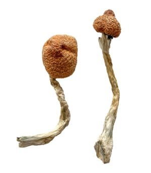 Golden-Emperor-Shrooms-1024x1536-1.jpg