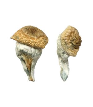 Mystery-Fatass-Magic-Mushrooms.jpg