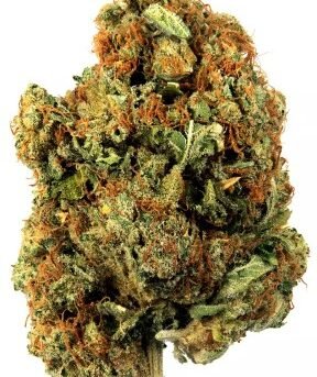 White-Fire-Og.jpg